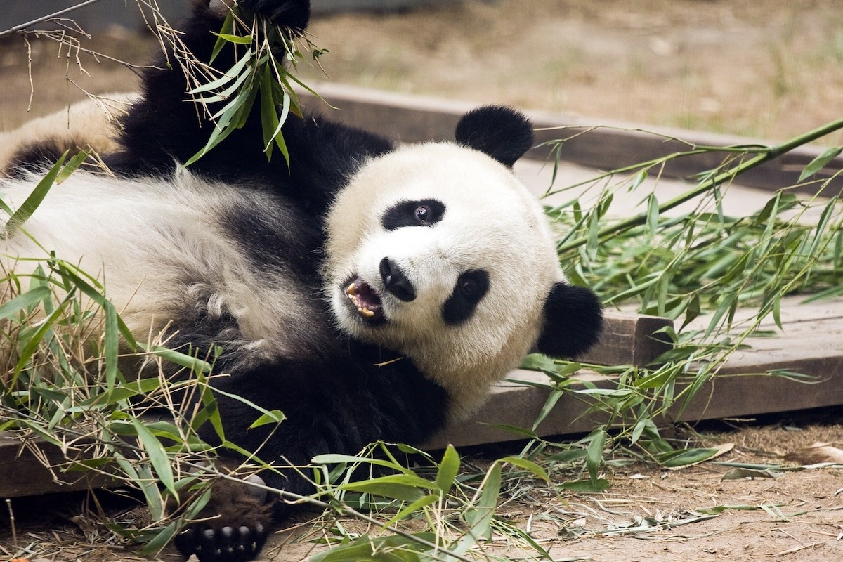 Beijing-Zoo-Beijing-China